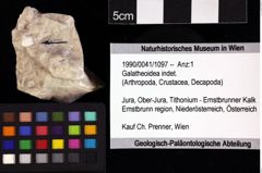 Foto (Objket + Etiketten) von Galatheoidea indet. 